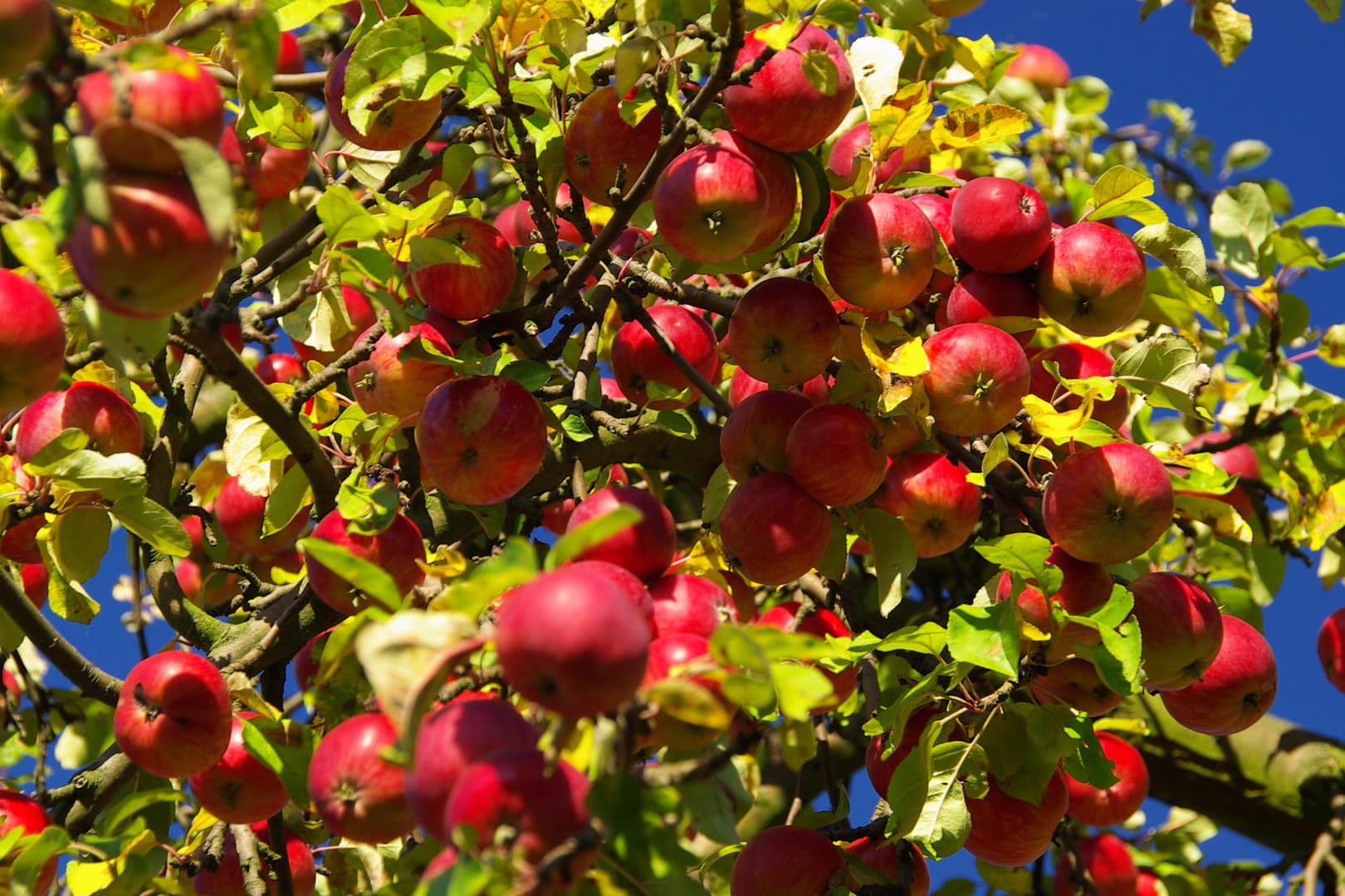 Apfelbaum: Einige Früchte fallen im Juni von den Bäumen herab. Dafür gibt es einen Grund.