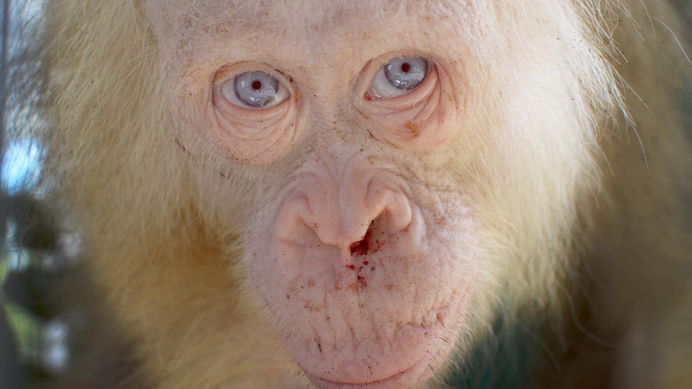 Auf der südostasiatischen Insel Borneo ist ein extrem seltener Albino-Orang-Utan mit weißem Fell und blauen Augen entdeckt worden.