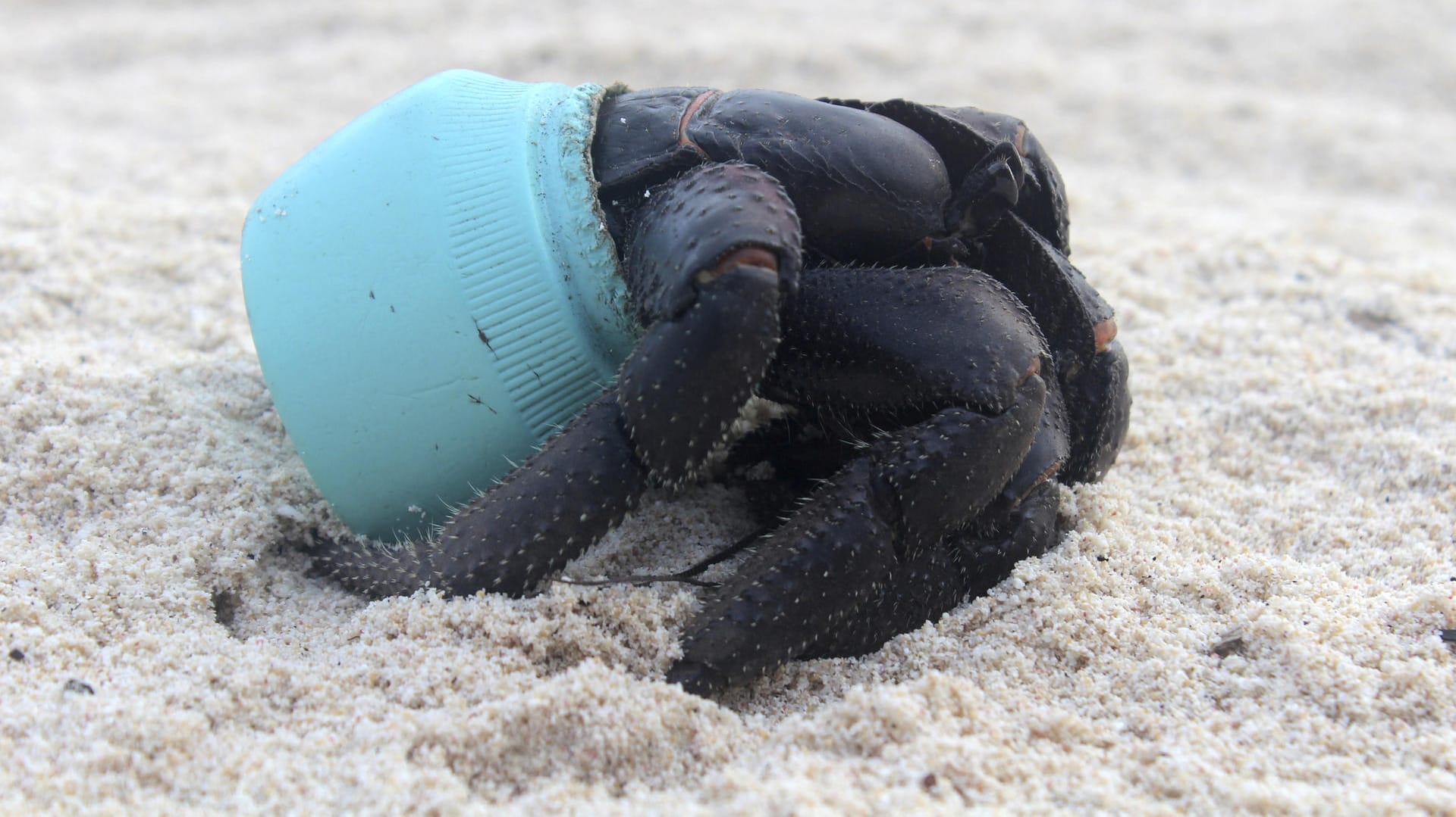 Auch die Tierwelt der Insel hat sich an die Massen von angespültem Plastikmüll angepasst.