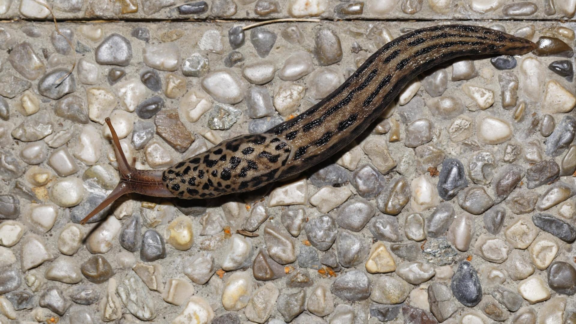 Tigerschnecke, Tigerschnegel oder auch Große Egelschnecke genannt