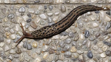 Tiger snail, tiger slug or also called large slug