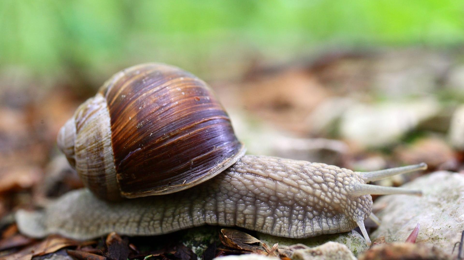 Eine Weinbergschnecke auf einem Waldweg