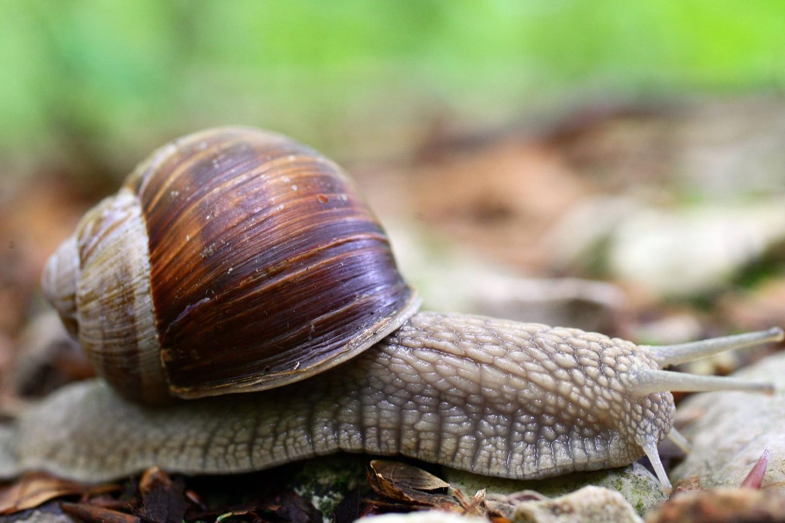 Eine Weinbergschnecke auf einem Waldweg