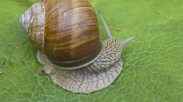 Edible snail crawls over a green leaf