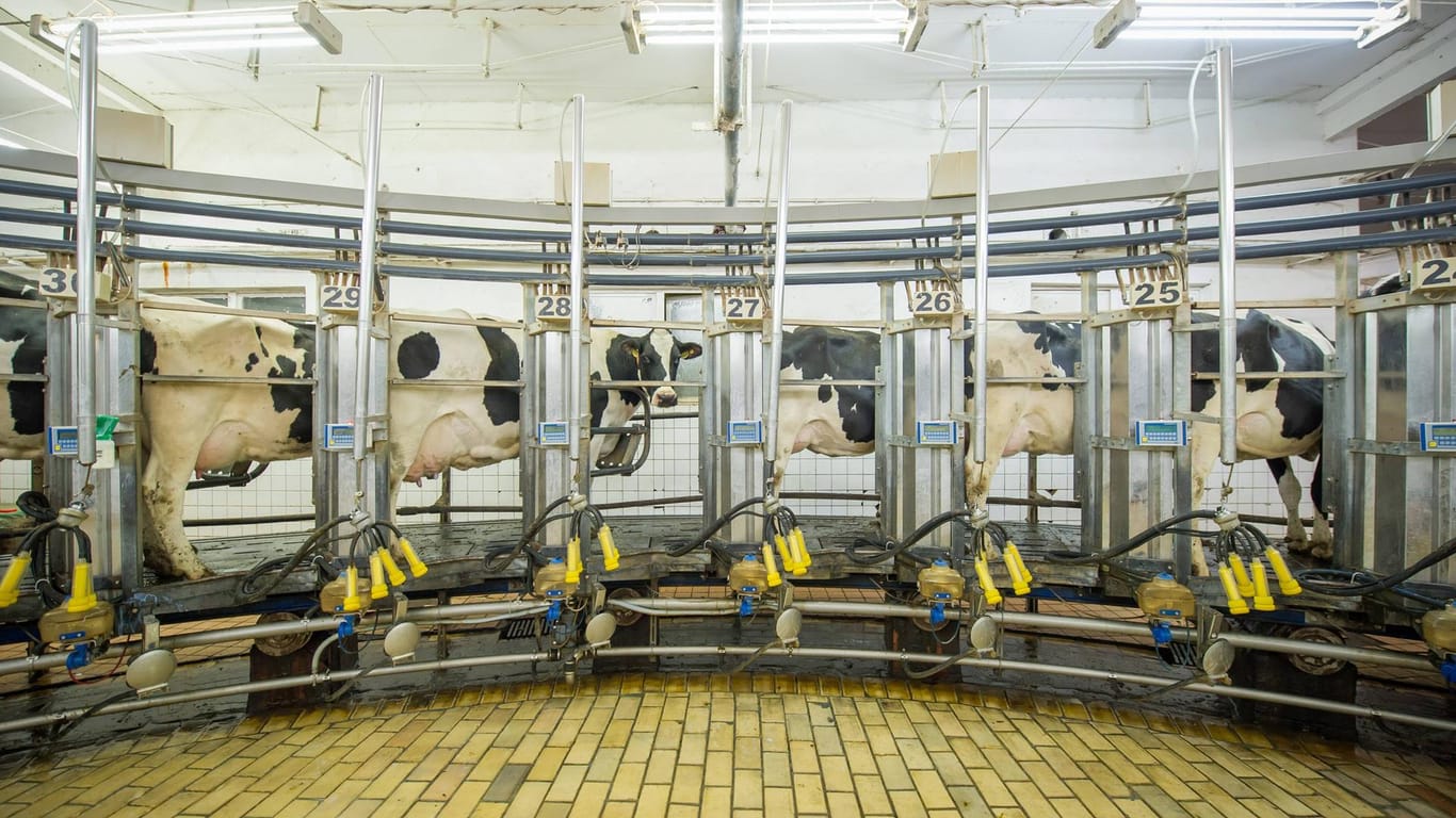 Kühe stehen in den Milchanlagen einer Milchviehanlage.