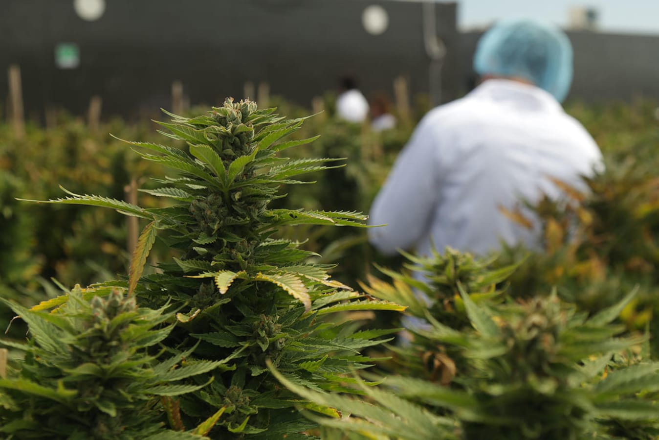 Cannabis-Produktion des Unternehmens International Cannabis Corp (ICC) in Libertad, Uruguay.