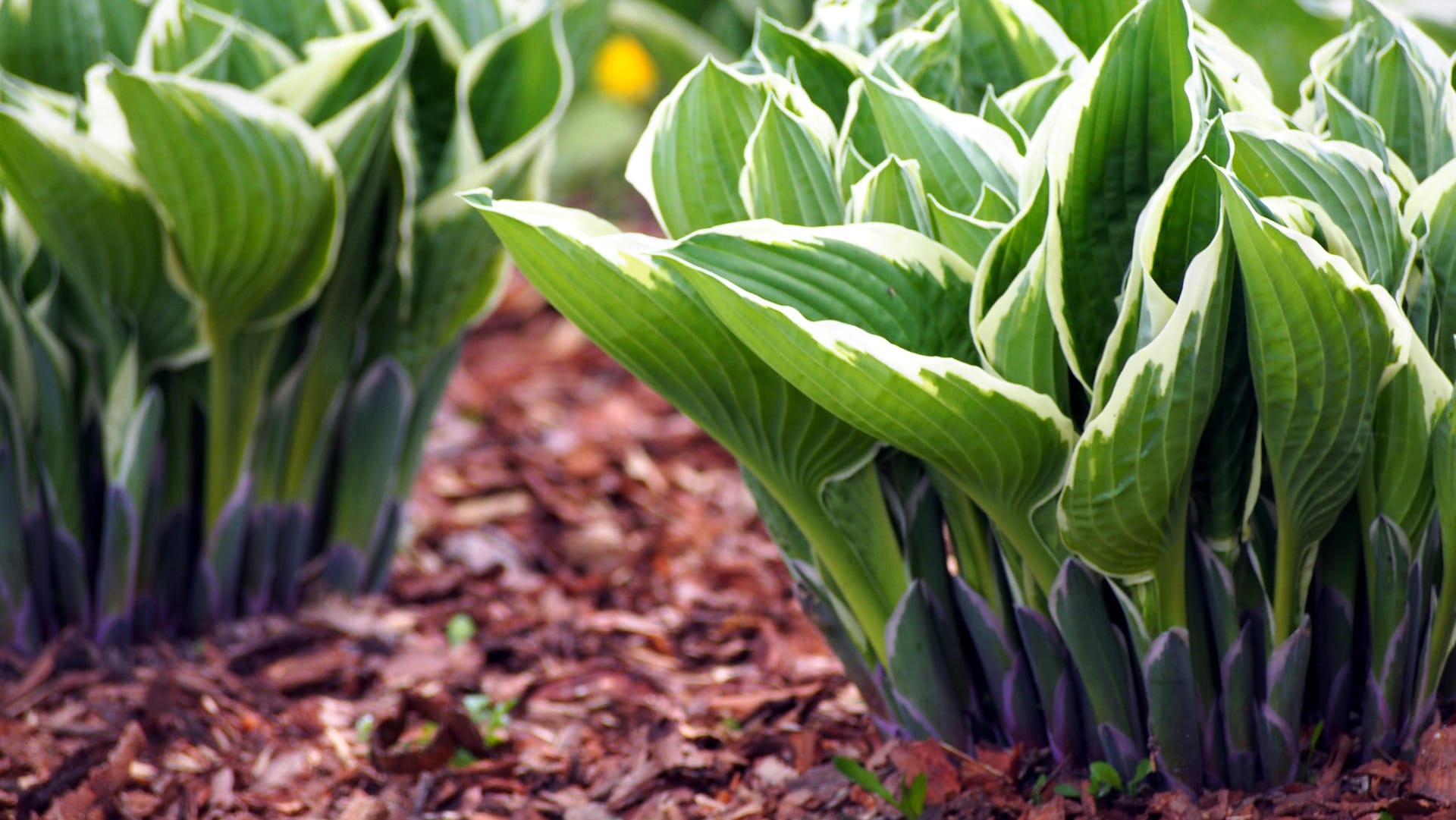 Funkien (Hosta): Es gibt Garten-Hybride, die nur wenige Zentimeter hoch werden.