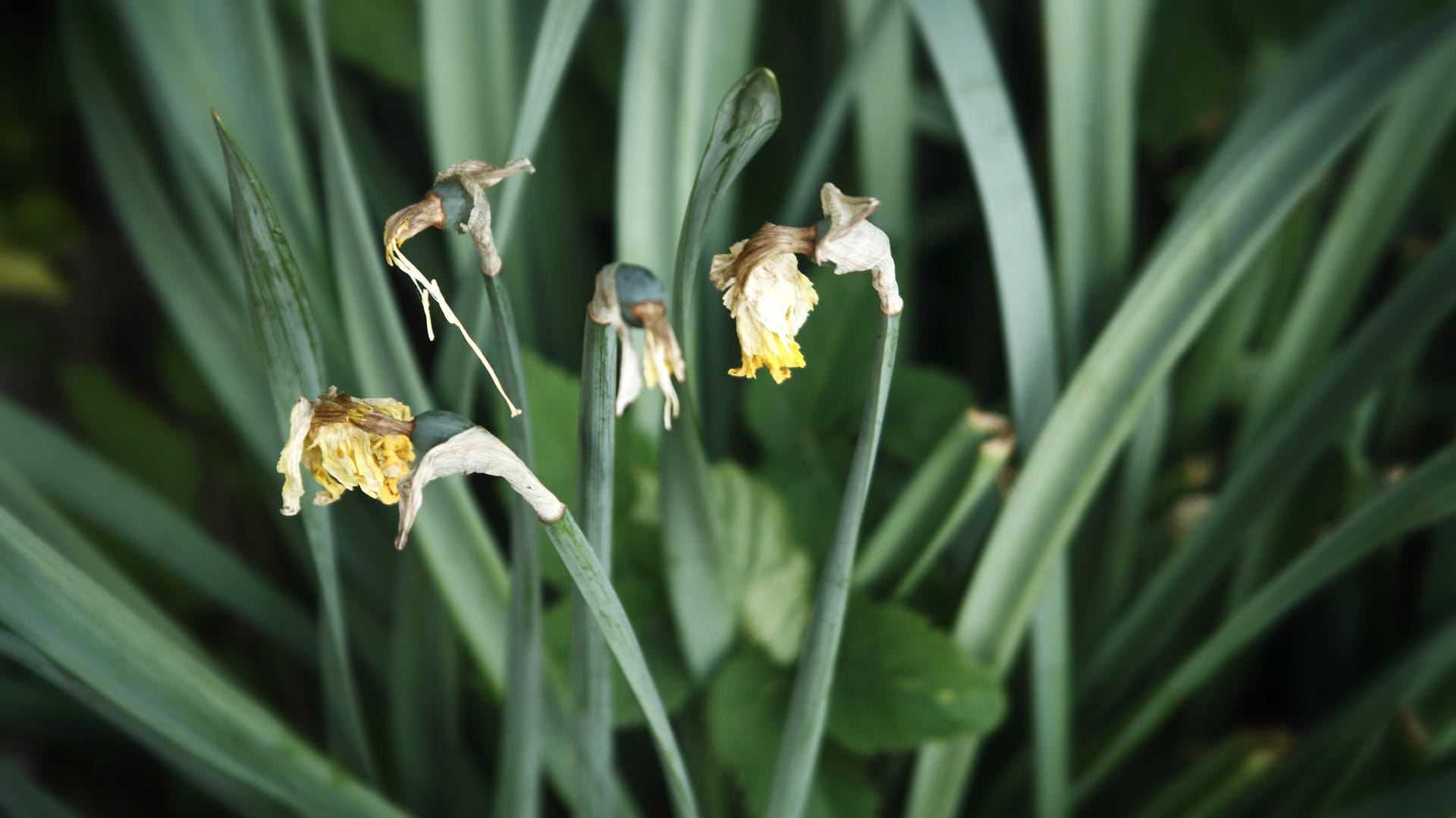 Verwelkte Blumen im Garten