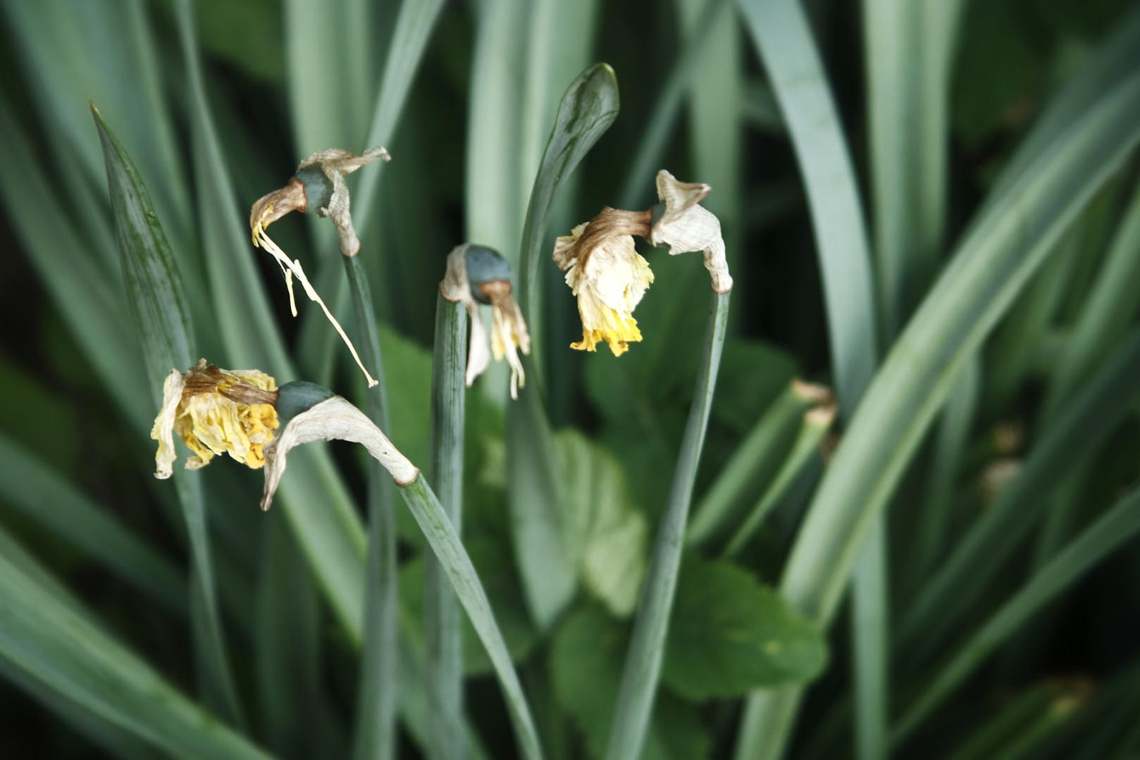 Verwelkte Blumen im Garten