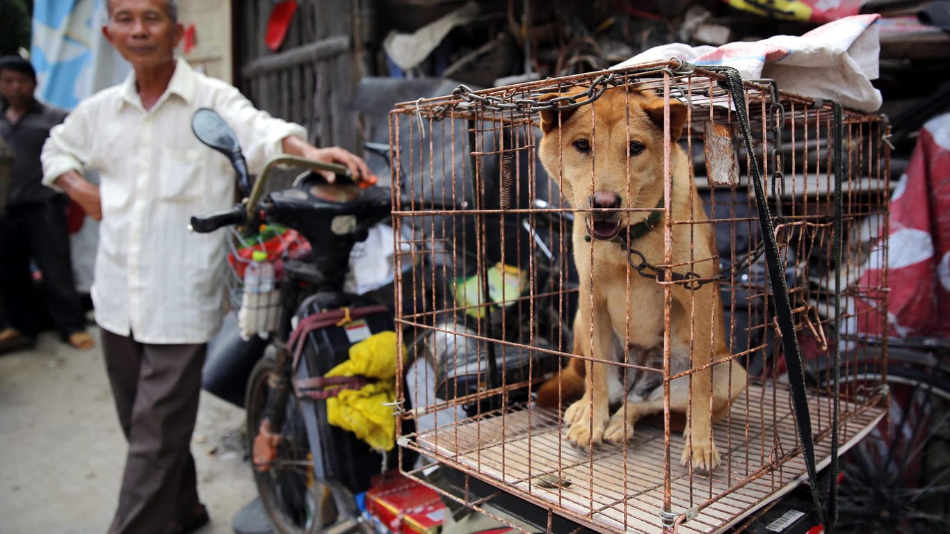 China untersagt Hundefleisch-Festival