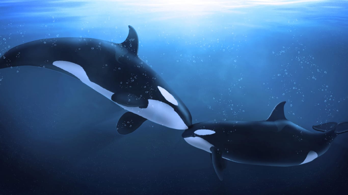 Orcas haben die Fähigkeit zu lernen und mit Hilfe von Schallwellen Objekte zu lokalisieren.