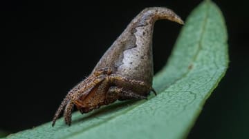 Die Spinne Eriovixia gryffindori sitzt auf einem Blatt.