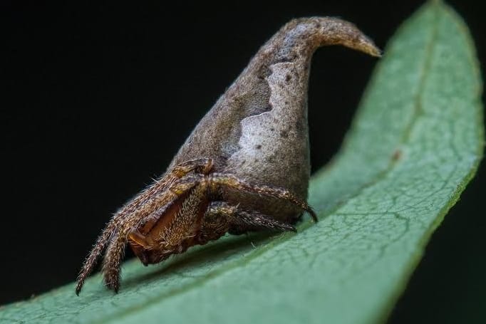 Die Spinne Eriovixia gryffindori sitzt auf einem Blatt.