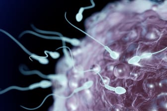 Spermien auf dem Weg in die Eizelle