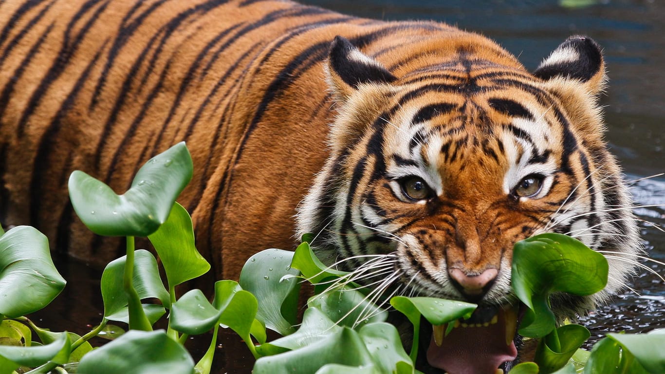 In freier Wildbahn sorgen Tiger dafür, dass sich Pflanzenfresser nicht zu stark vermehren.
