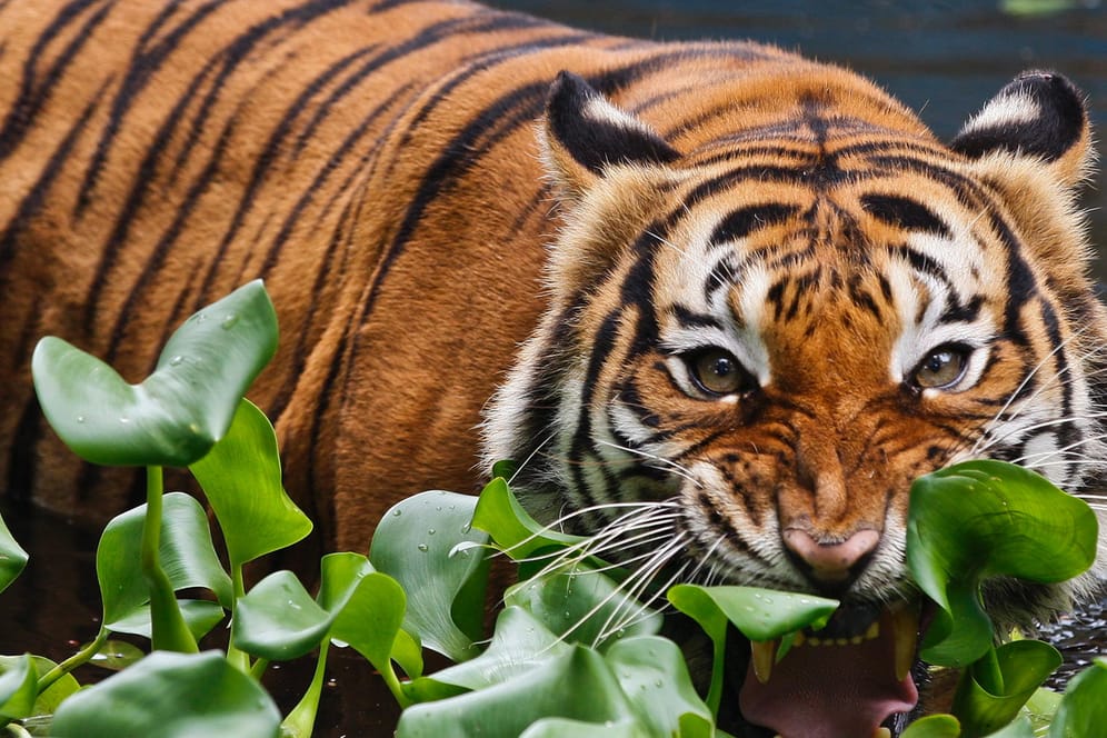 In freier Wildbahn sorgen Tiger dafür, dass sich Pflanzenfresser nicht zu stark vermehren.