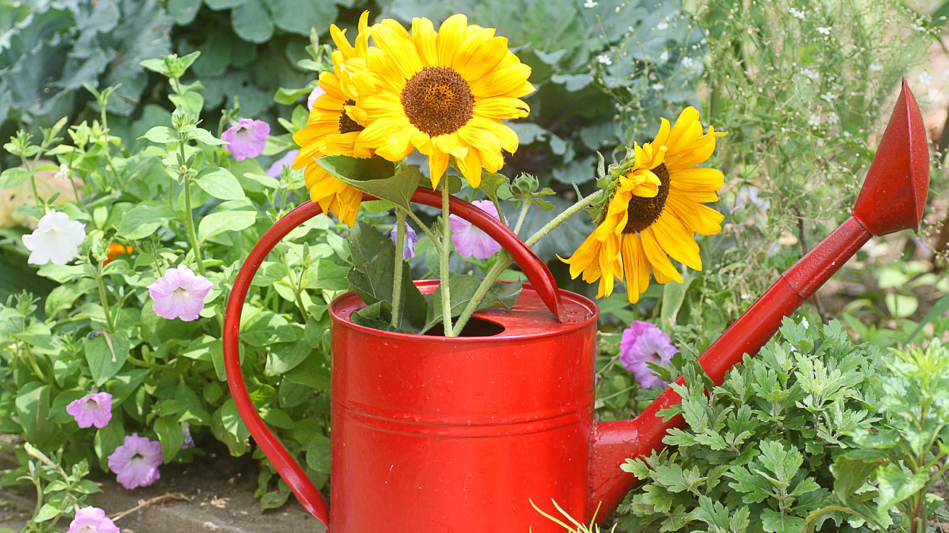 Sonnenblumen in einer Gießkanne