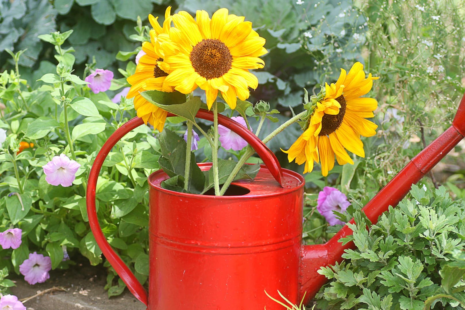 Sonnenblumen in einer Gießkanne