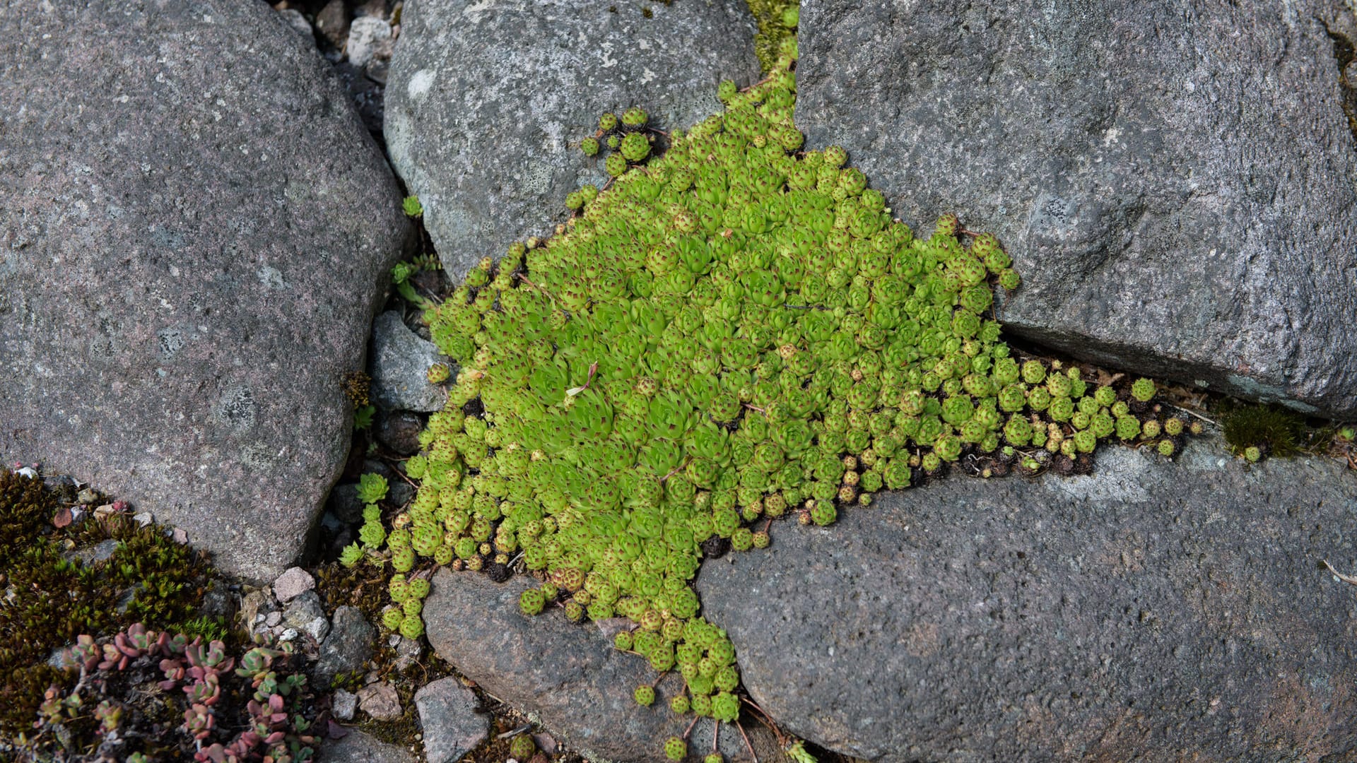 Die Bergwelt im Vorgarten: Einen Steingarten anlegen