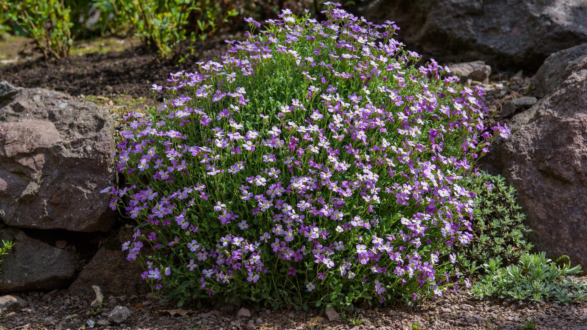 Die Bergwelt im Vorgarten: Einen Steingarten anlegen