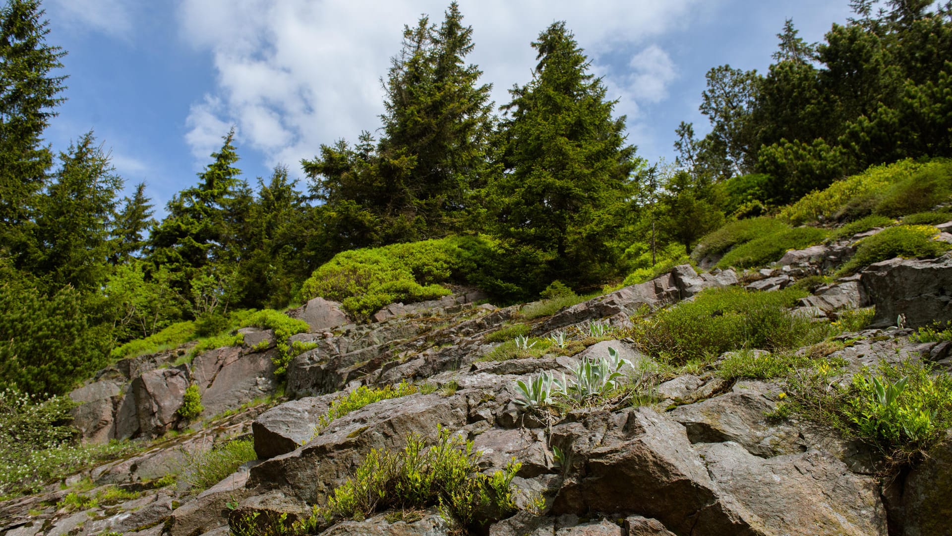 Die Bergwelt im Vorgarten: Einen Steingarten anlegen