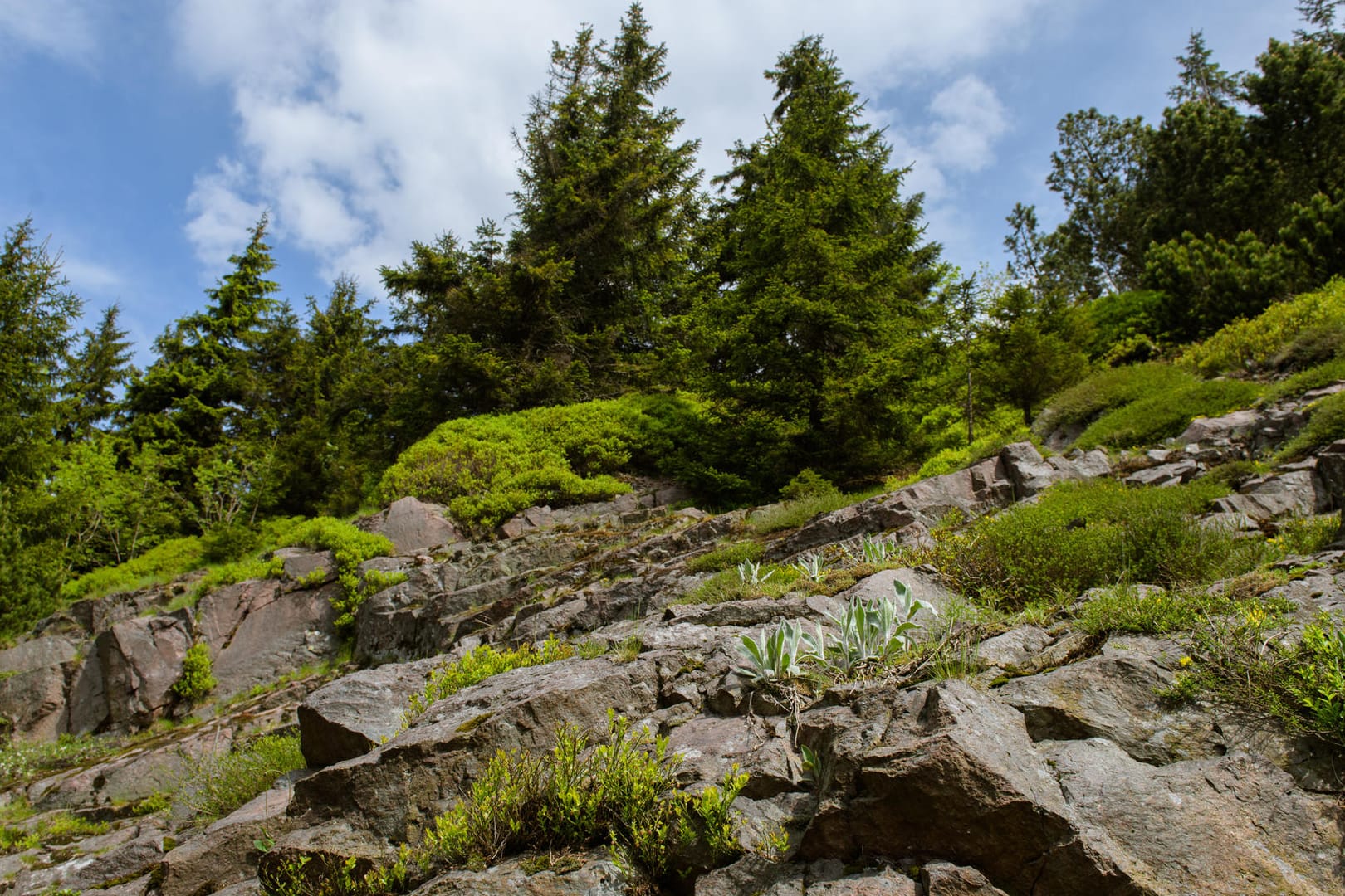 Die Bergwelt im Vorgarten: Einen Steingarten anlegen