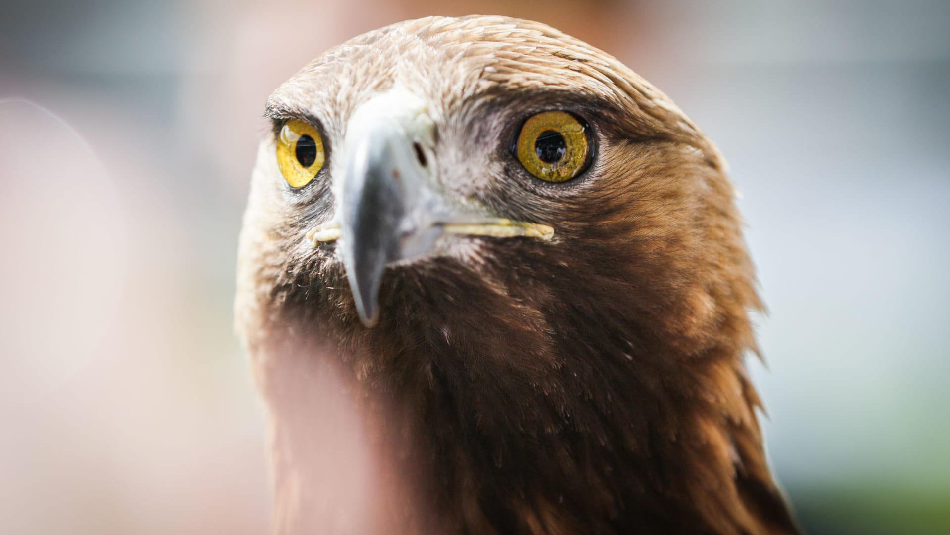 Symbolbild: Ein Adler.