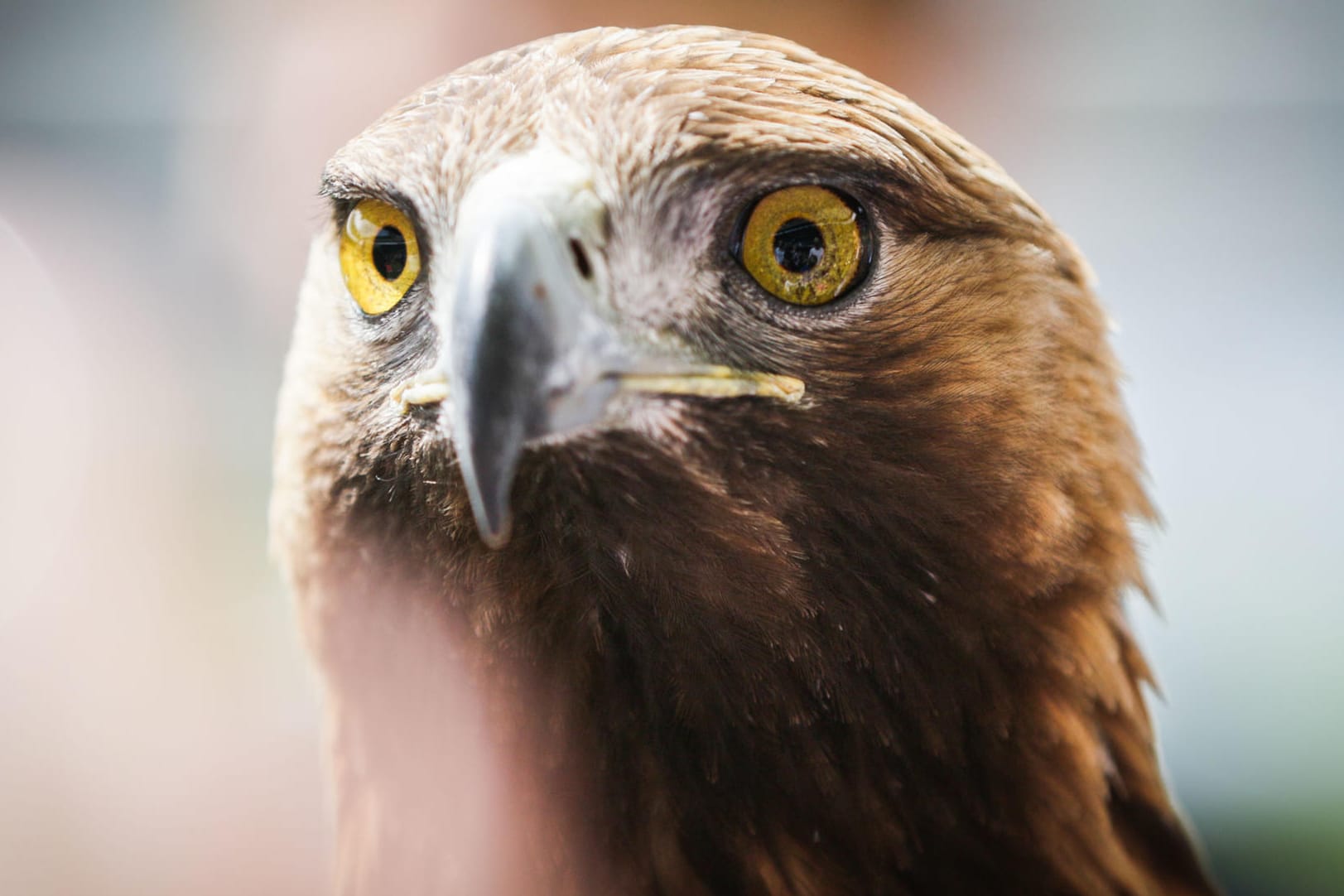 Symbolbild: Ein Adler.