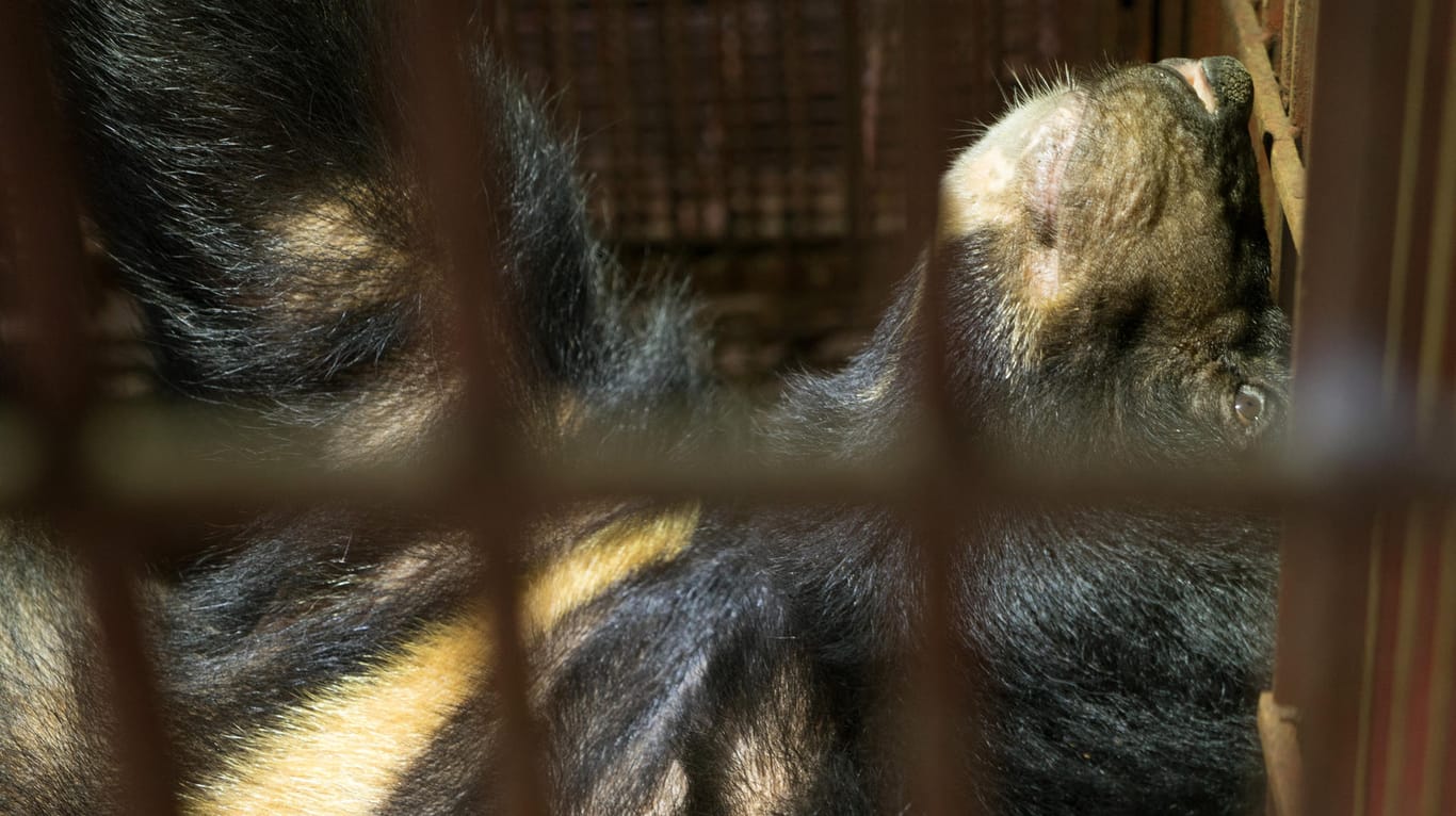 Ein asiatischer Schwarzbär liegt in einem dunklen, engen Käfig auf einer Zierpflanzen-Plantage in Ninh Binh in Nordvietnam, bevor ihm Gallensaft entnommen wird.