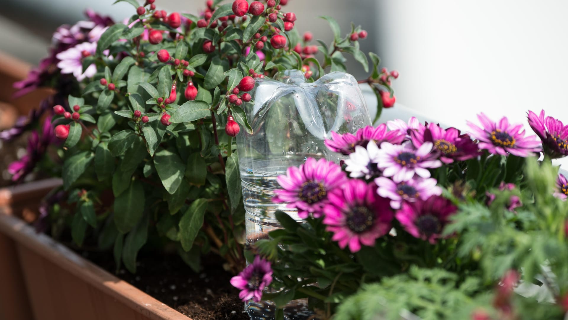 Gießhilfe zur Überbrückung: Eine Plastikflasche mit Wasser füllen und umgedreht in den Blumenkasten stecken. Der Deckel ist leicht geöffnet, so dass nach und nach etwas Wasser heraussickert.