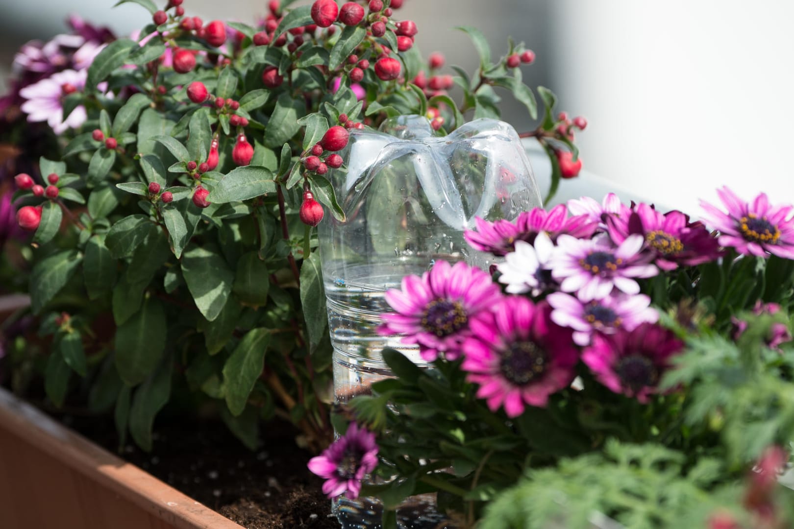 Gießhilfe zur Überbrückung: Eine Plastikflasche mit Wasser füllen und umgedreht in den Blumenkasten stecken. Der Deckel ist leicht geöffnet, so dass nach und nach etwas Wasser heraussickert.
