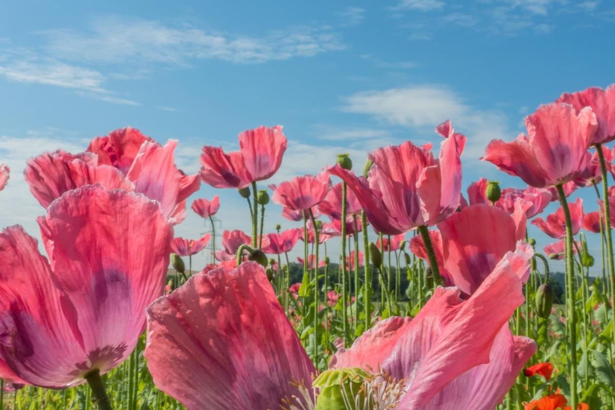 Aus Schlafmohn wird in getrockneter Form Opium gewonnen. (Symbolbild)