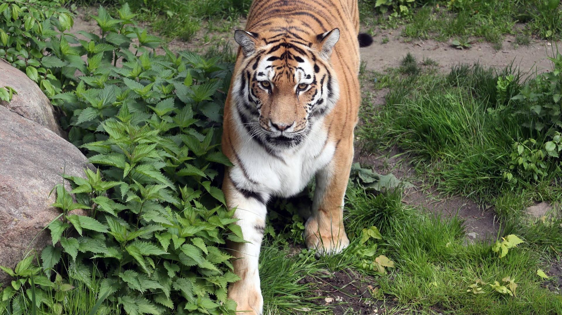 Ein sibirischer Tiger (Symbolbild)