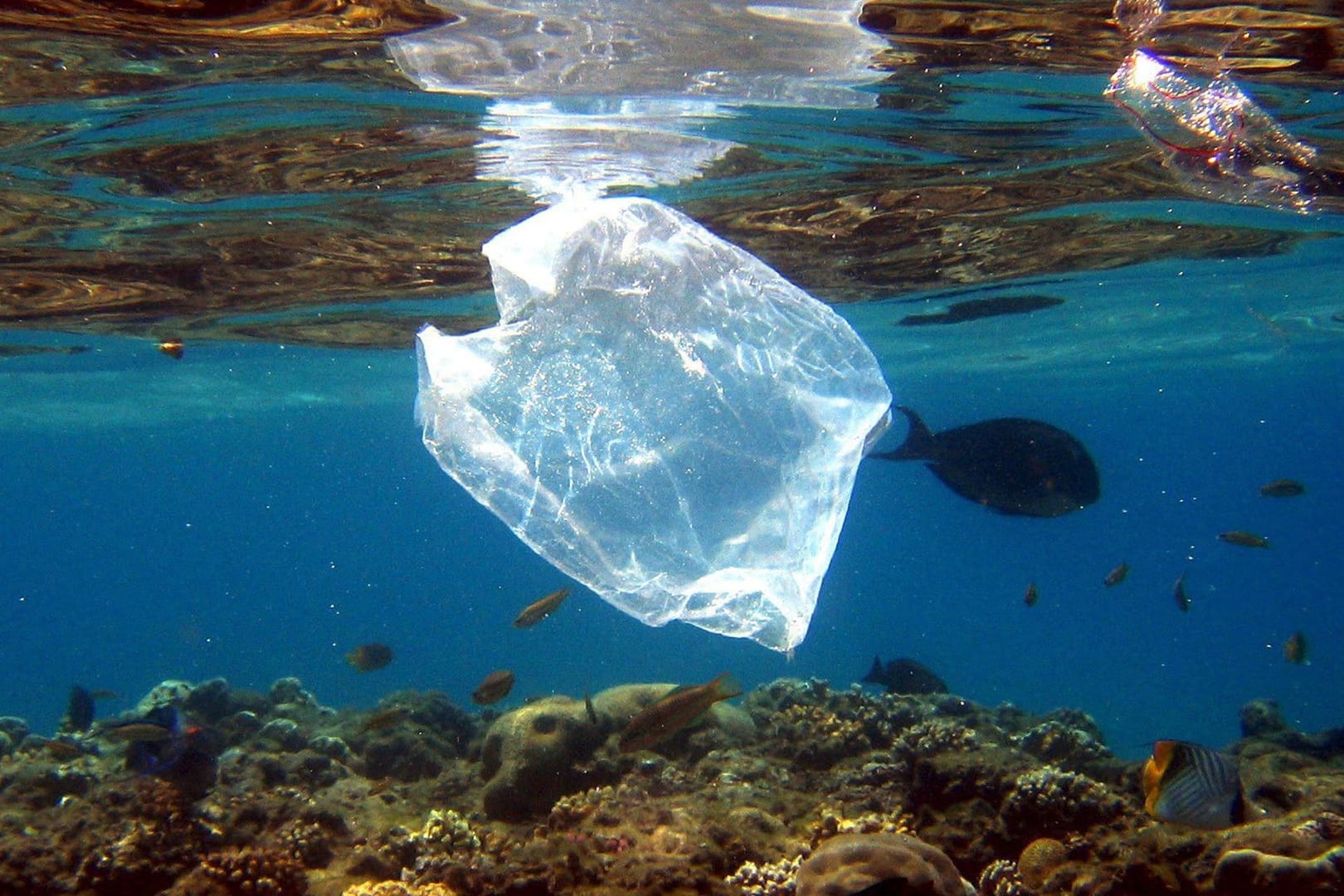 Eine Plastiktüte schwimmt über Korallen im Roten Meer in Ägypten: Die Vermüllung der Meere nimmt immer mehr zu.