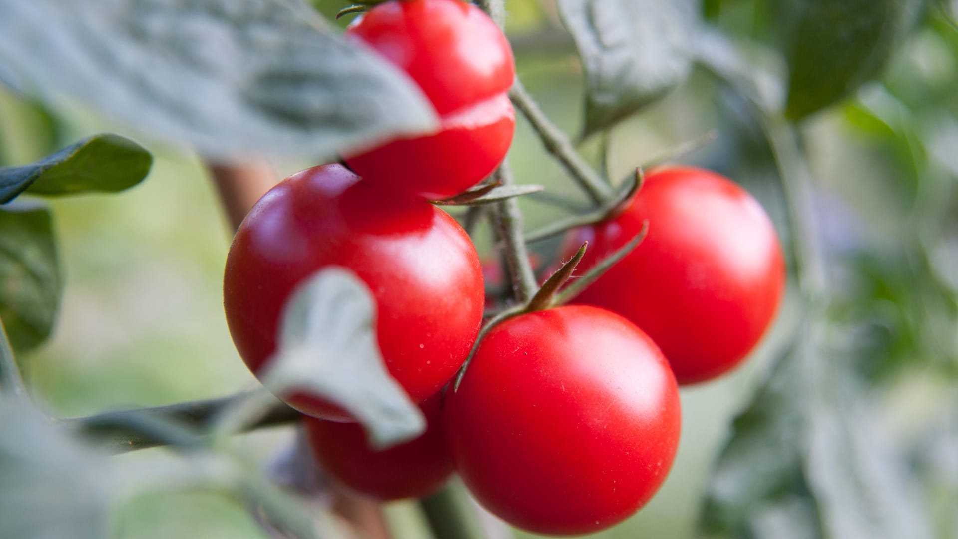 Einige Seitenblätter der Tomatenpflanze sollten gekappt werden, damit sie ihre Energie in die Fruchtreife und nicht in das Blattwachstum steckt. Andere Blätter sollten Sie nicht entfernen.