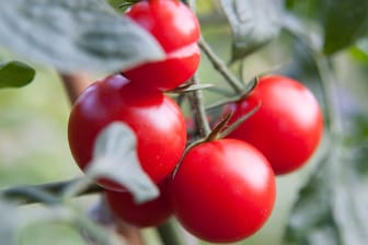 Einige Seitenblätter der Tomatenpflanze sollten gekappt werden, damit sie ihre Energie in die Fruchtreife und nicht in das Blattwachstum steckt. Andere Blätter sollten Sie nicht entfernen.