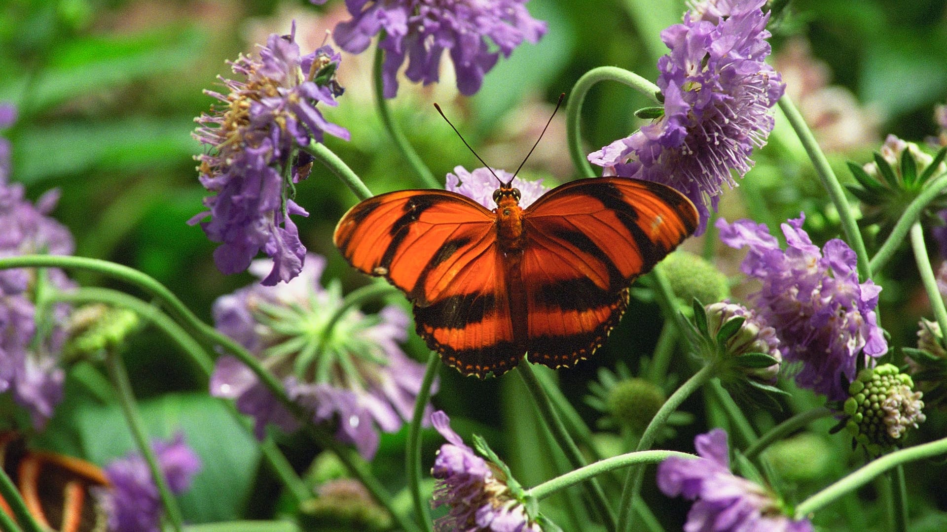 Schmetterling auf Blumen