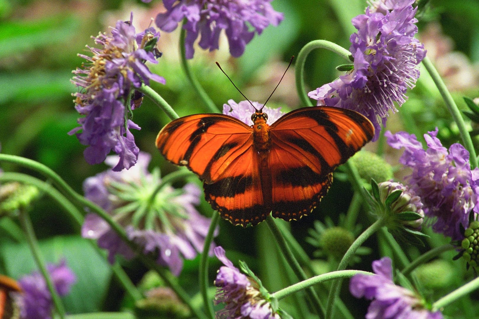 Schmetterling auf Blumen