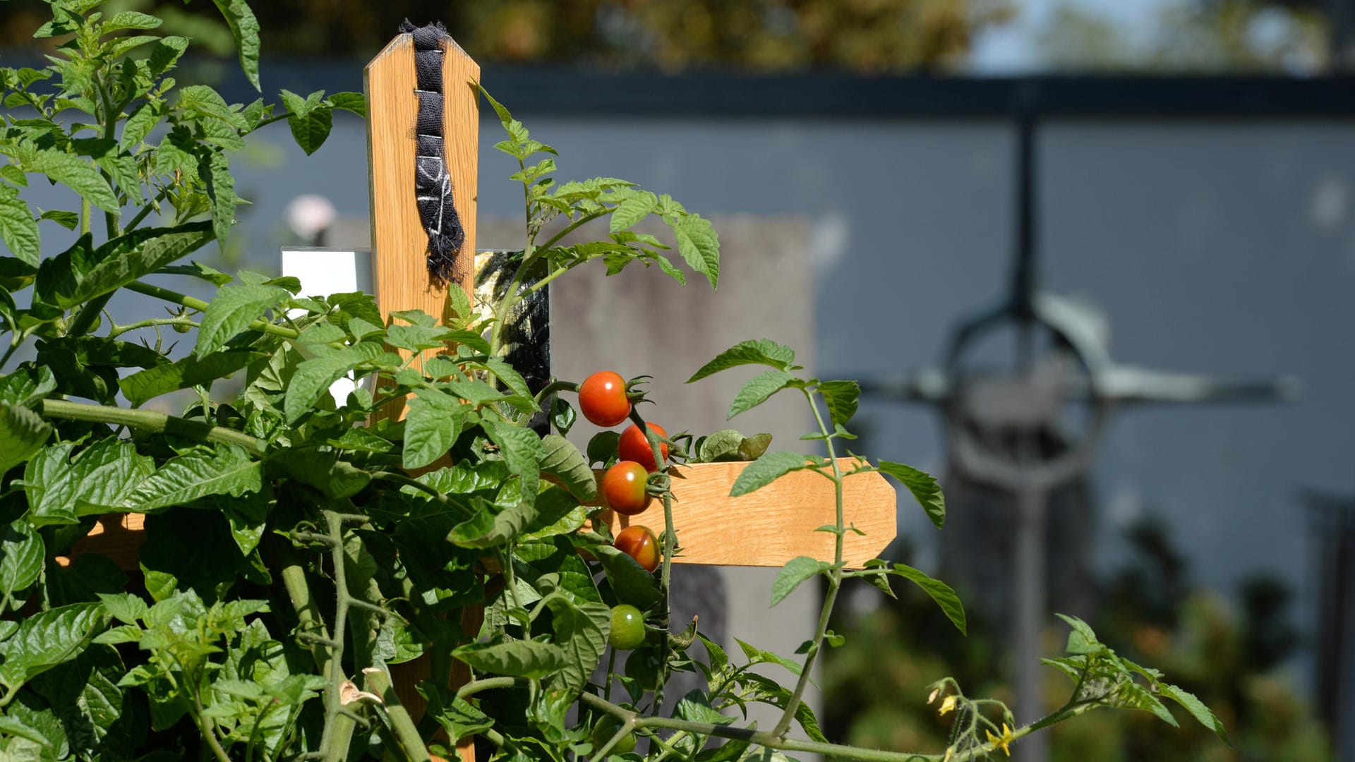 Die Tomatenpflanzen auf dem Grab erhitzen die Gemüter im oberbayerischen Neuburg (Archiv).