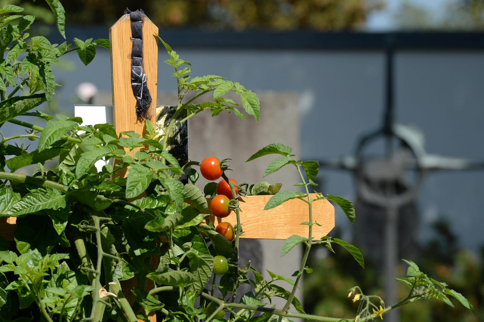 Die Tomatenpflanzen auf dem Grab erhitzen die Gemüter im oberbayerischen Neuburg (Archiv).