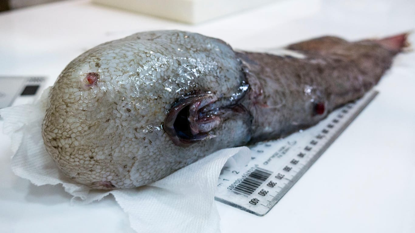 Der gesichtslose Fisch ist in der Nähe der Jarvis-Bucht in etwa 4000 Metern Tiefe entdeckt worden.