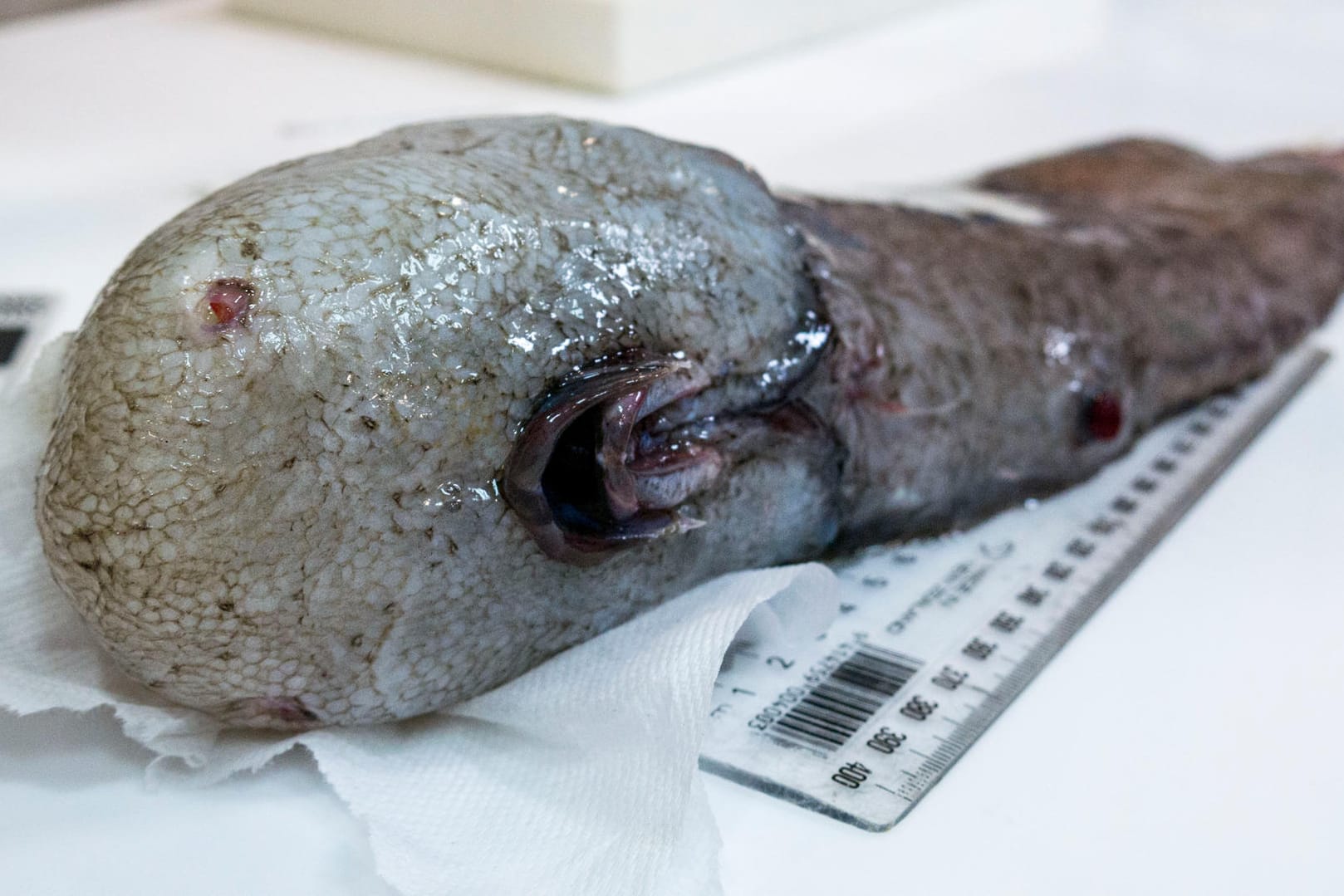 Der gesichtslose Fisch ist in der Nähe der Jarvis-Bucht in etwa 4000 Metern Tiefe entdeckt worden.