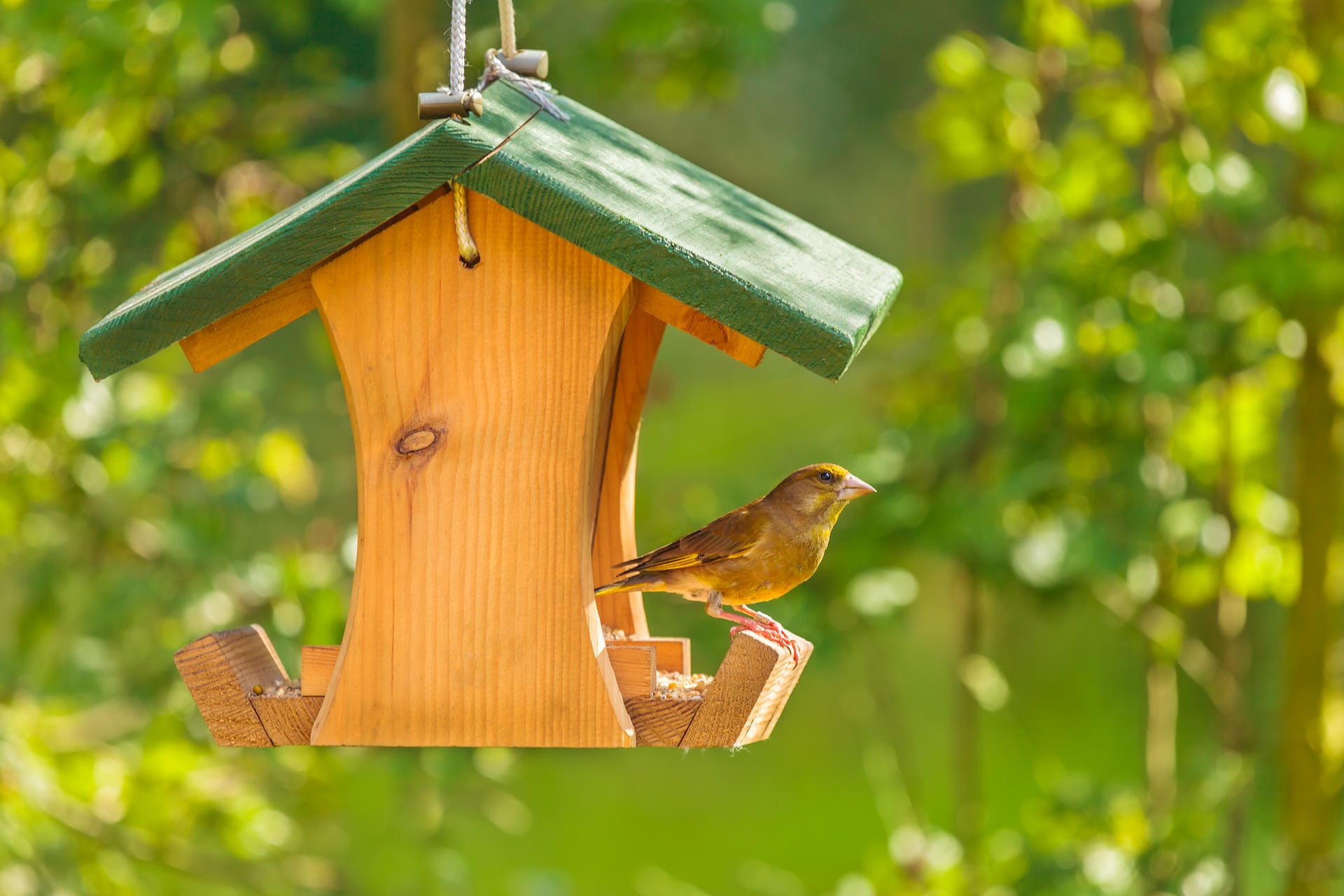 Ein Grünfink im Vogelhaus