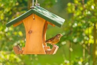 Ein Grünfink im Vogelhaus