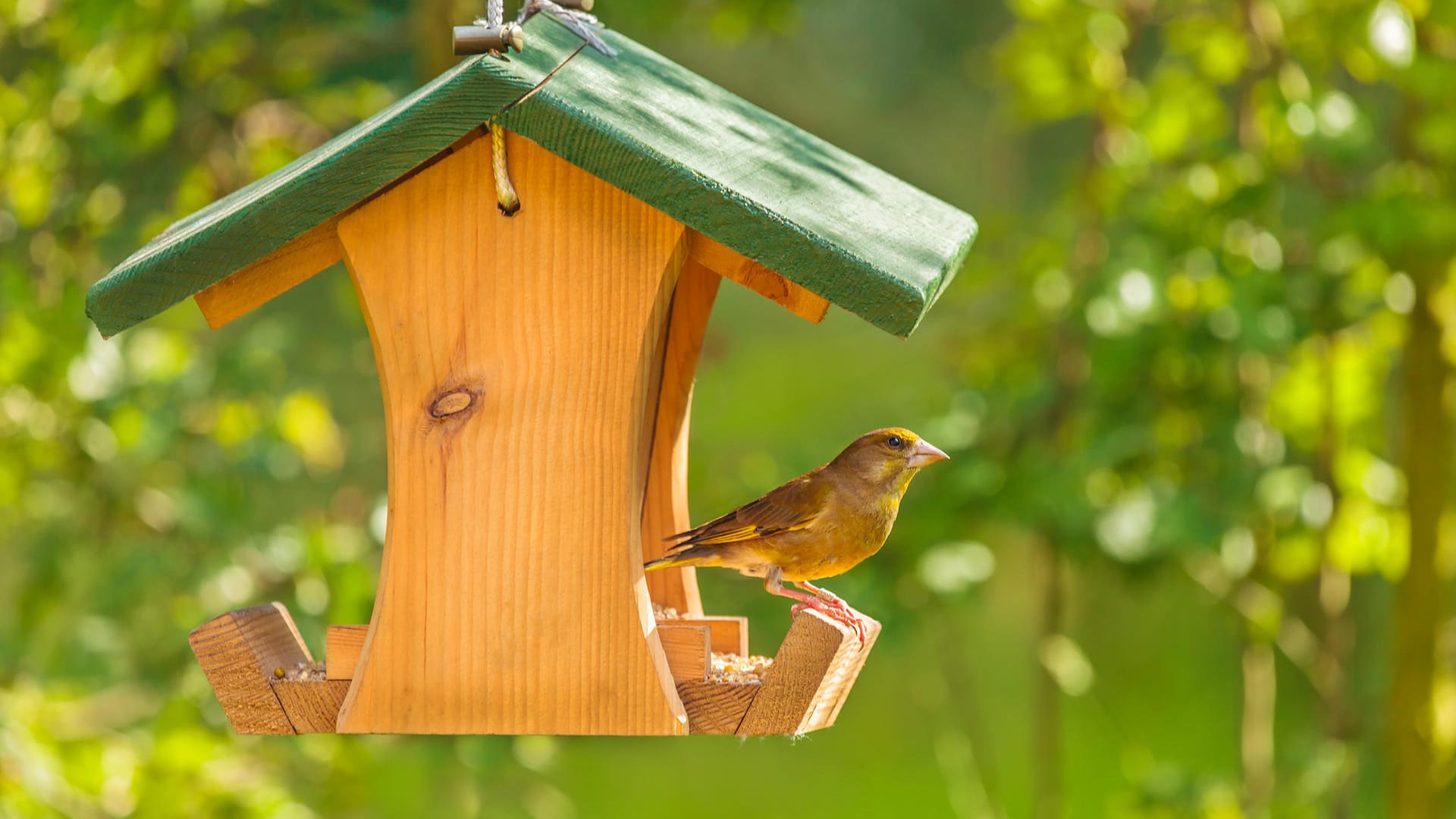 Ein Grünfink im Vogelhaus