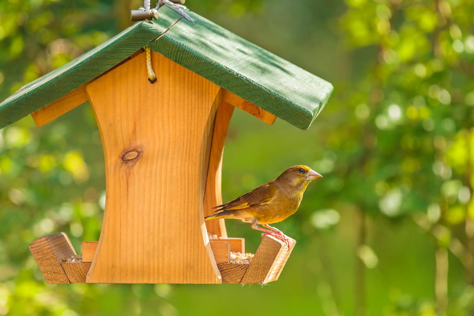 Ein Grünfink im Vogelhaus