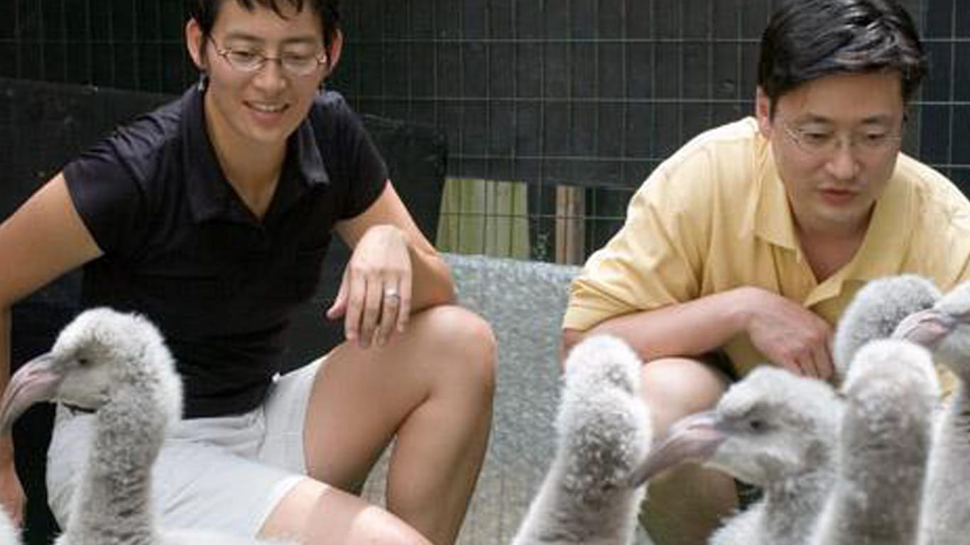 Tang (links) und Chang (rechts) forschten im Zoo von Atlanta an der Standfestigkeit von Flamingos.