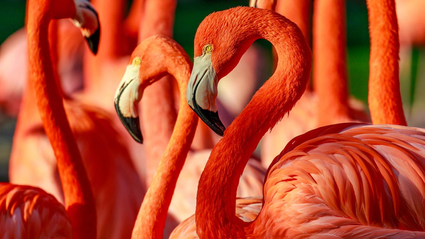 Die Gefiederfarbe ist bei Flamingos vor allem auf die Farbstoffe in der Nahrung zurückzuführen.