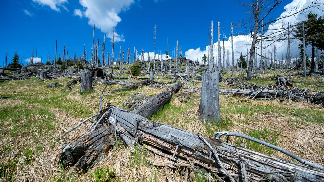 Tote Bäume und mit Absicht liegen gelassenes Holz im Nationalpark Bayerischer Wald