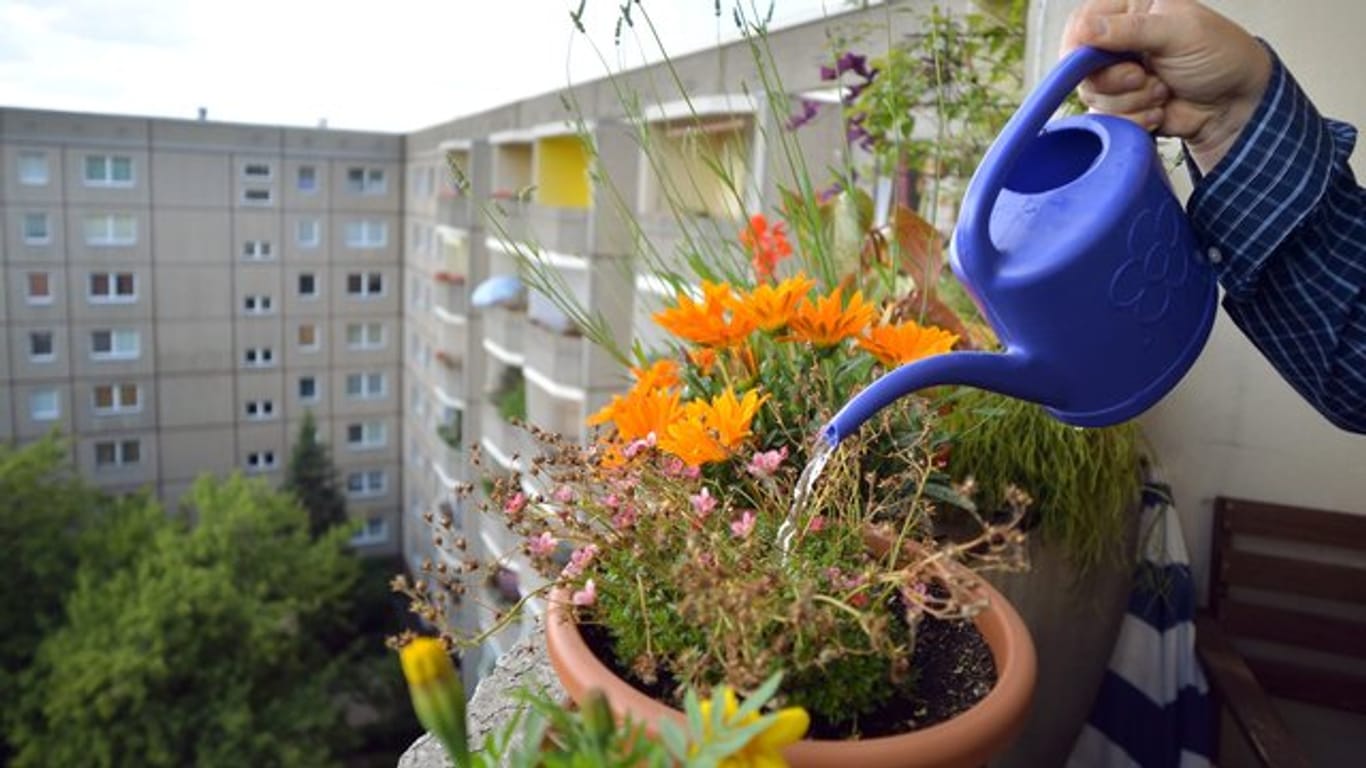 Wer seine Blumen gießt, sollte dabei Rücksicht auf die Nachbarn in unteren Stockwerken nehmen.